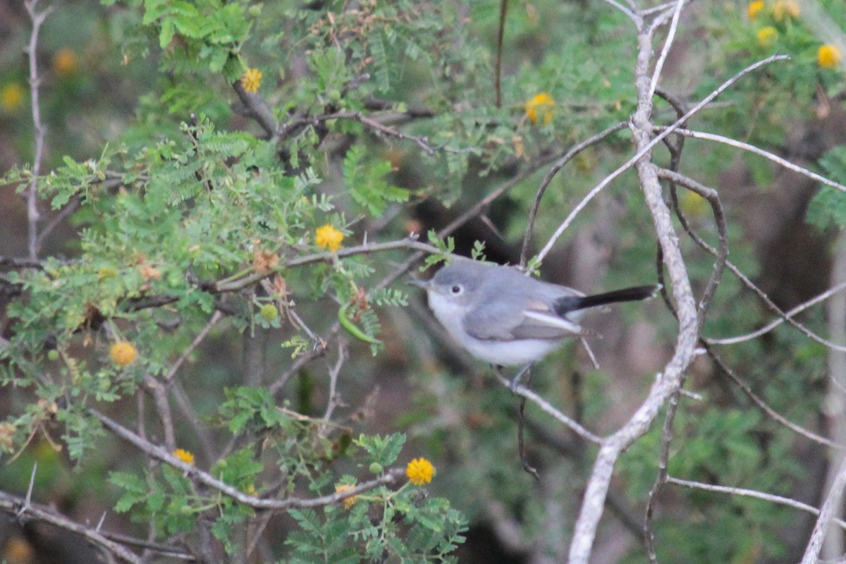 leskot modrošedý - ML646716369