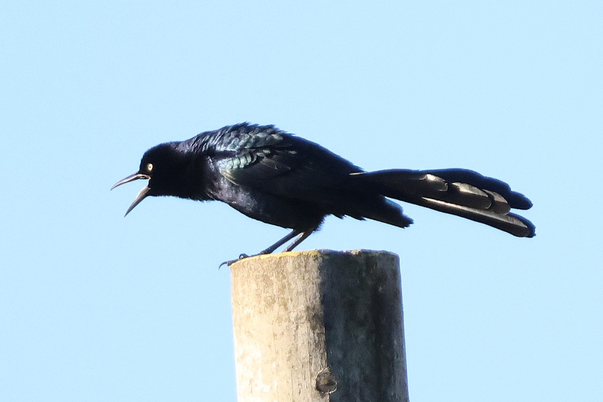 storstjerttrupial - ML646716370