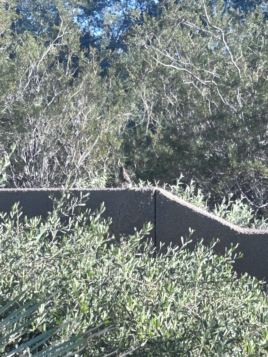 Cucarachero Desértico - ML646716371