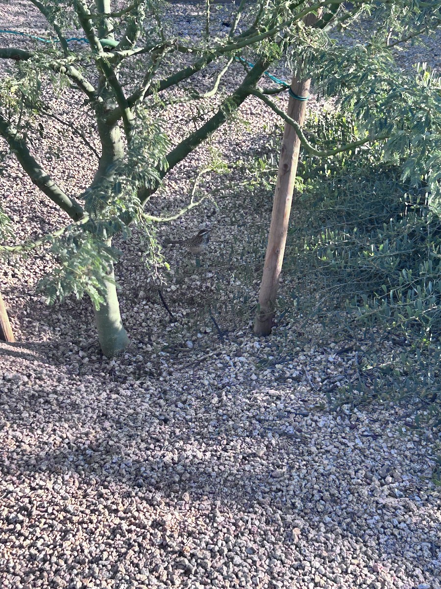 Cucarachero Desértico - ML646716372