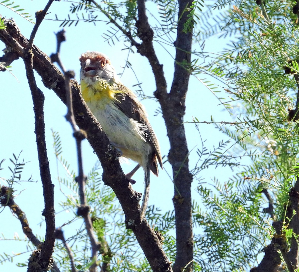 Віреон рудобровий - ML646716373