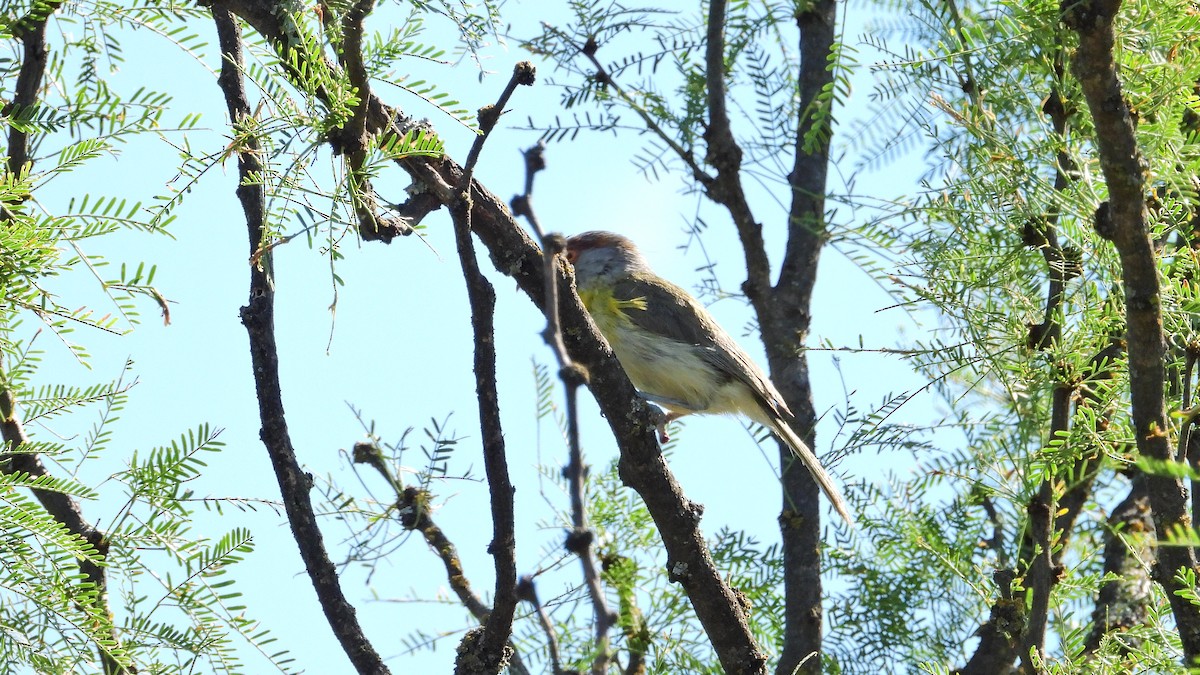 アカマユカラシモズ - ML646716374