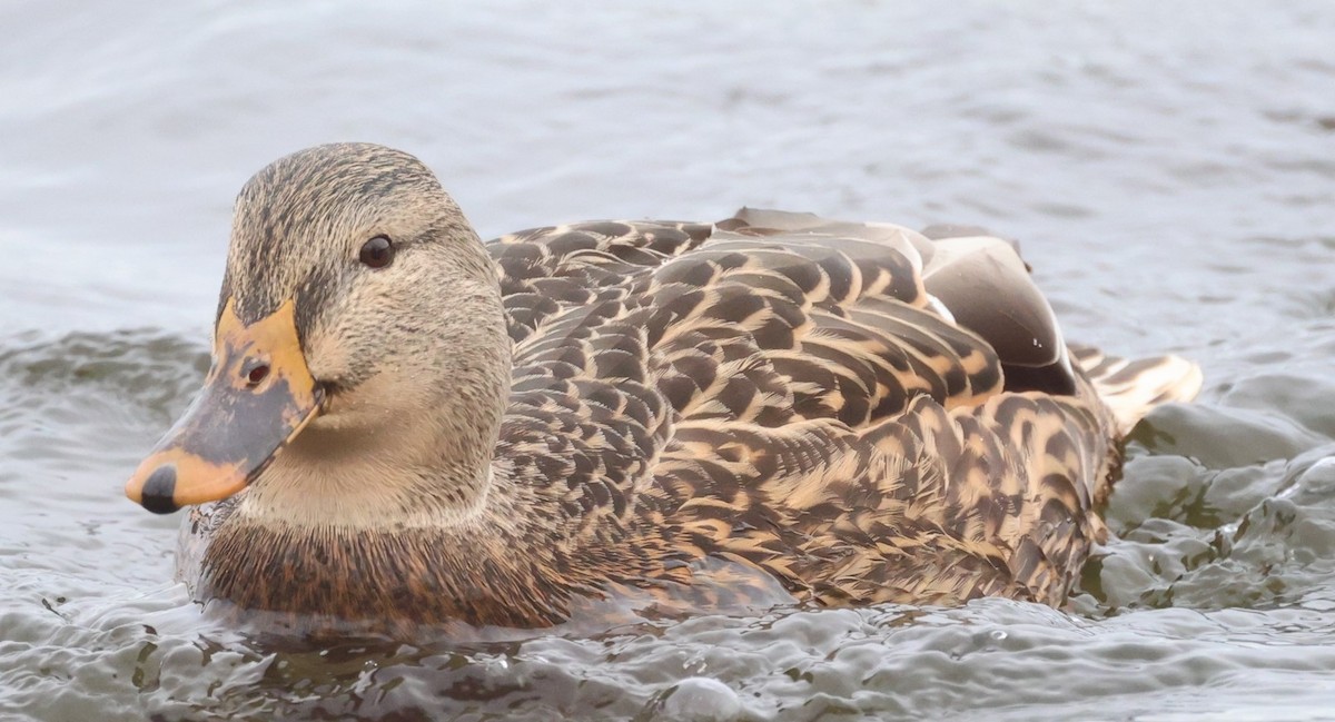 Basahatea - ML646716375