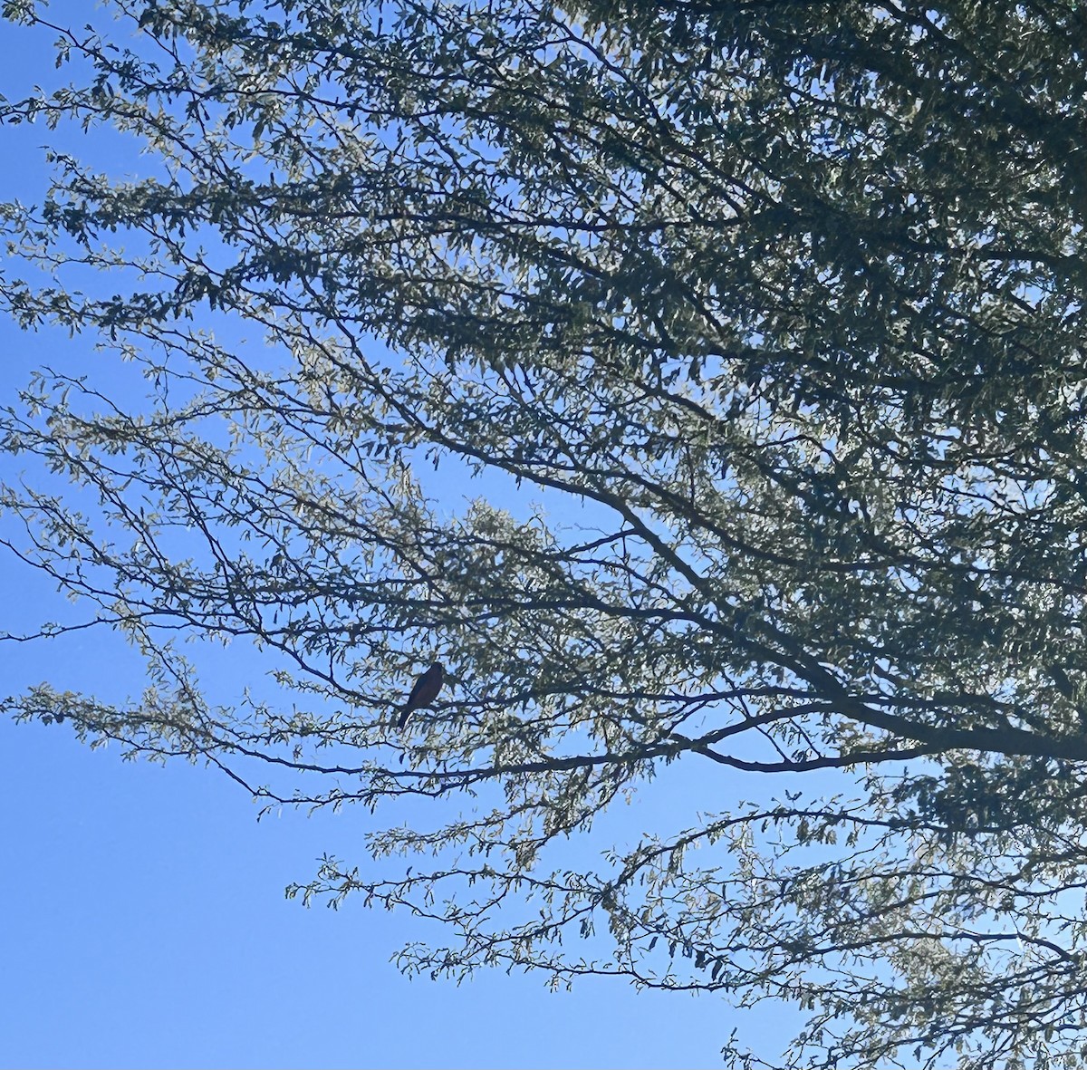 Mosquero Cardenal - ML646716387