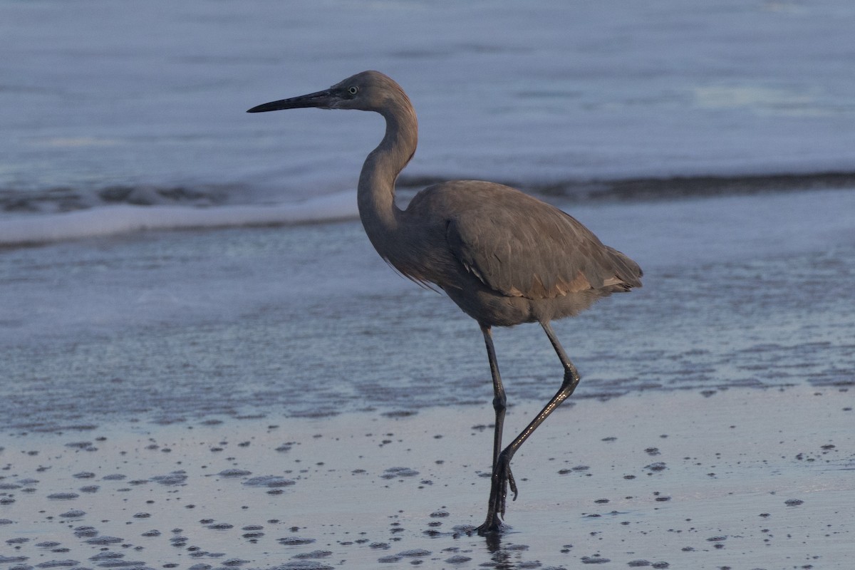 Чепура рудошия - ML646716393