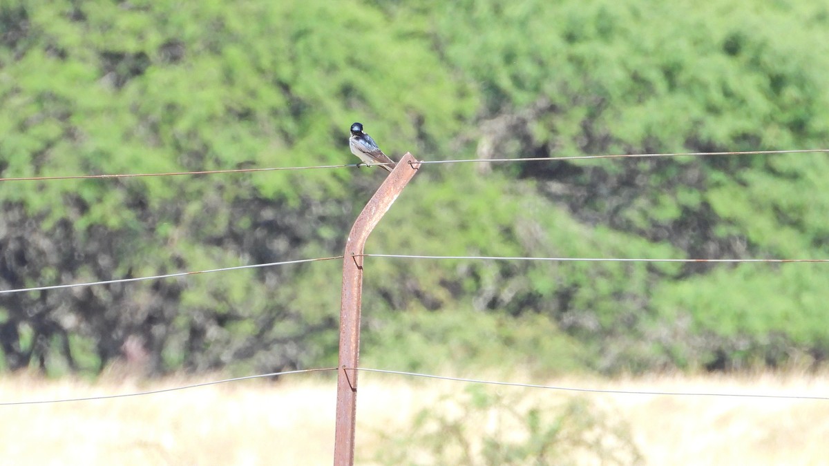 White-rumped Swallow - ML646716395