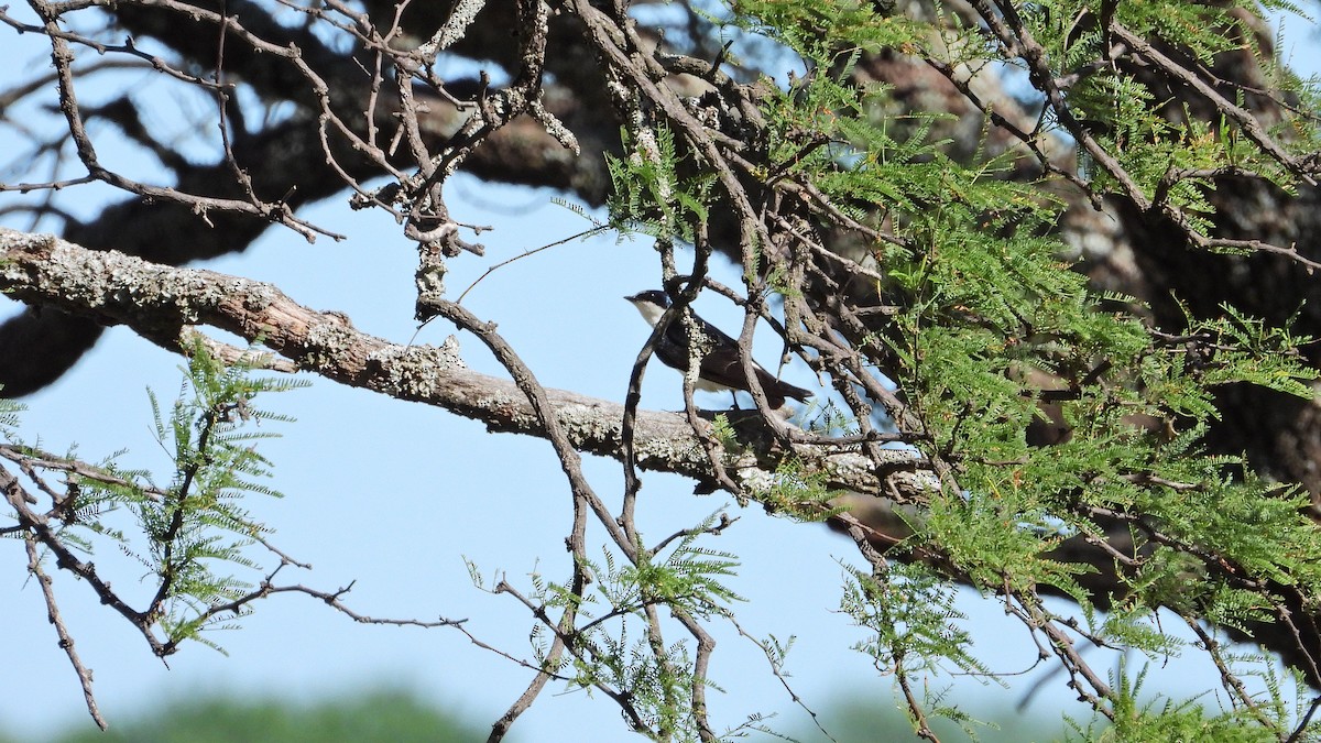White-rumped Swallow - ML646716397