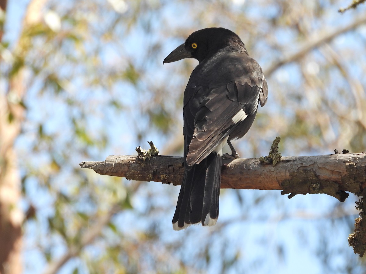 Verdugo Pío - ML646716400