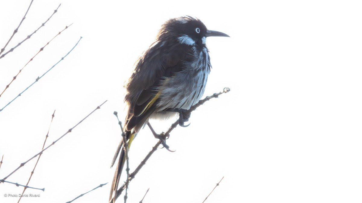 New Holland Honeyeater - ML646716402