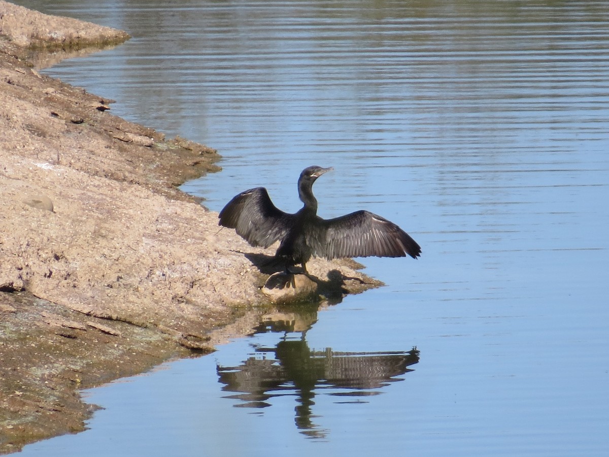 Neotropic Cormorant - ML646716403