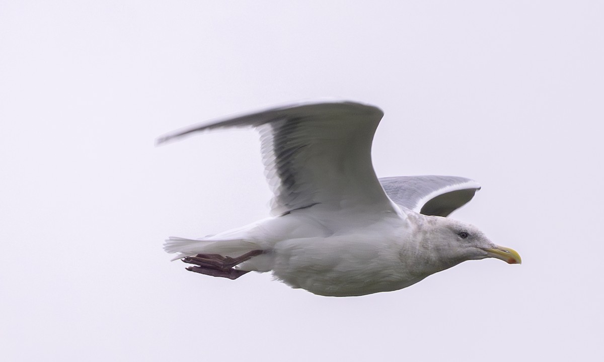 Beringo kaioa - ML646716404