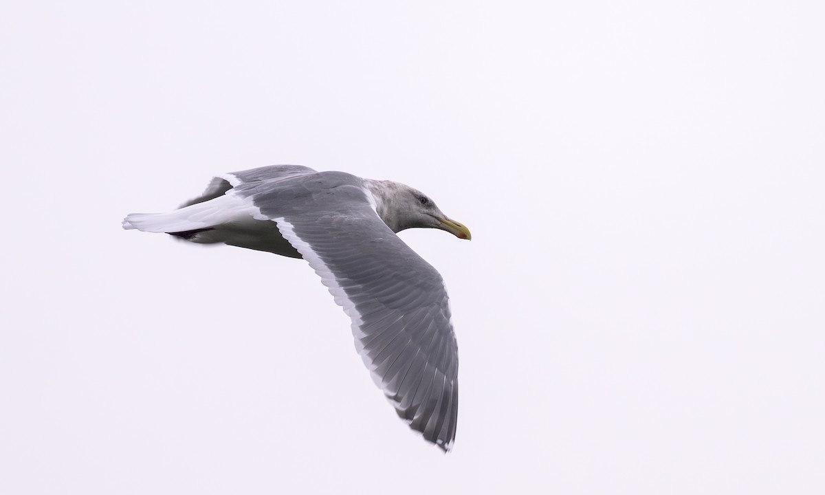 Beringo kaioa - ML646716405