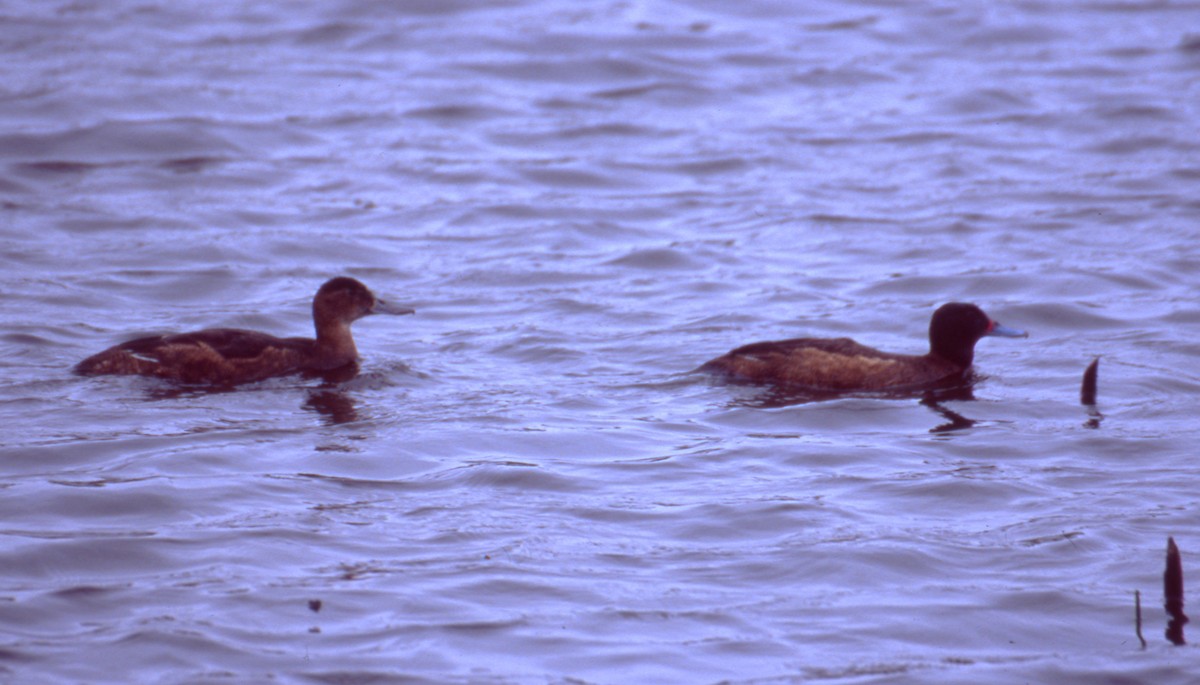 Черноголовая утка - ML646716406