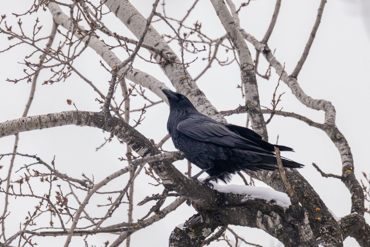 krkavec velký - ML646716407