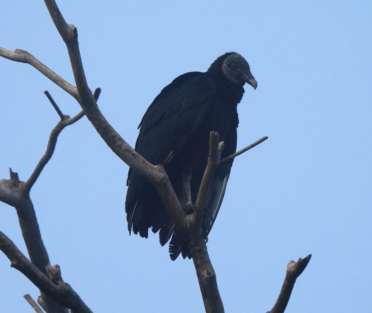 Rabengeier - ML646716408