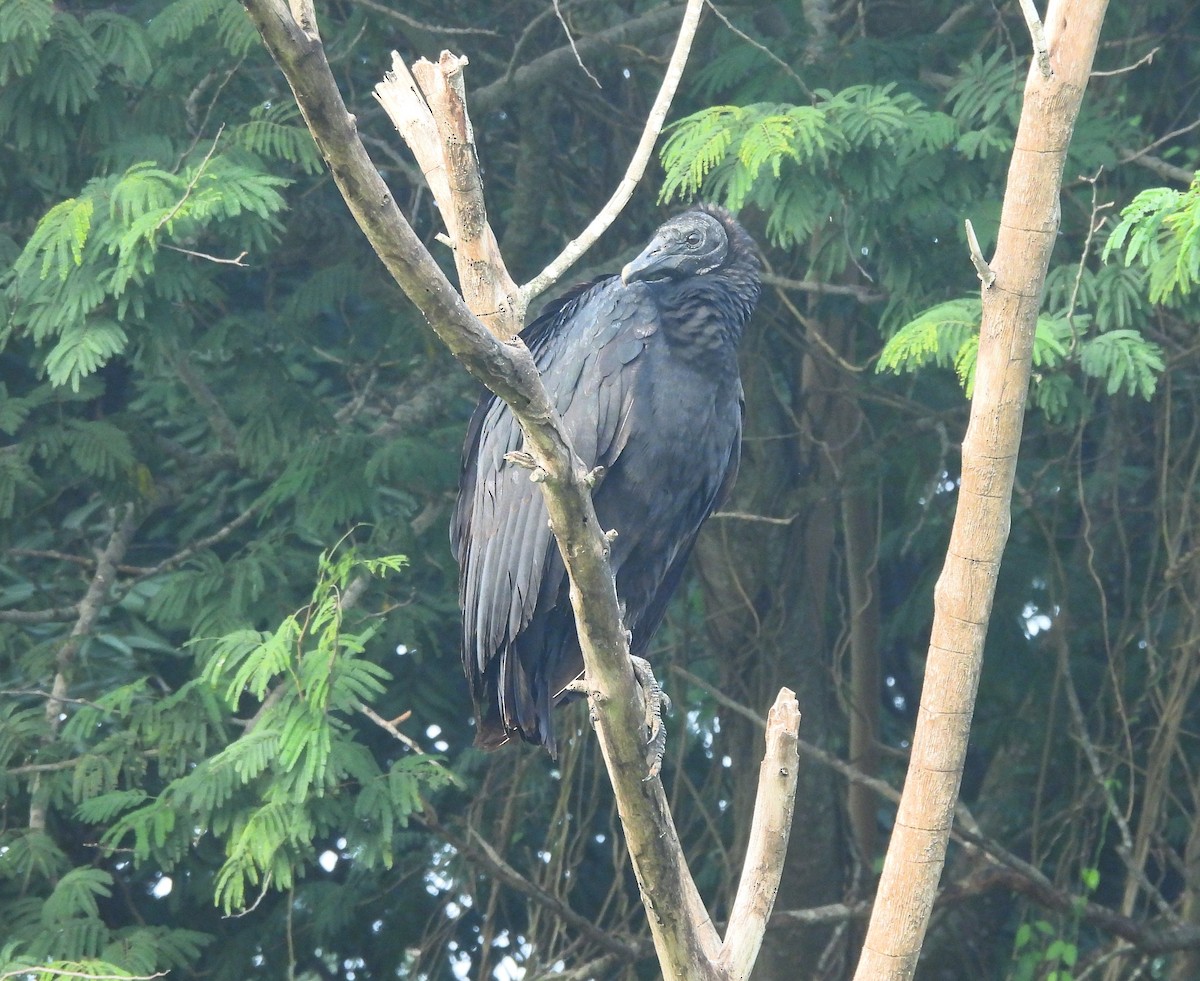 Rabengeier - ML646716409