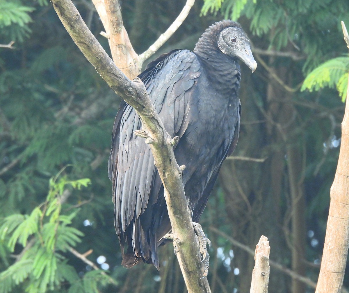 Rabengeier - ML646716410