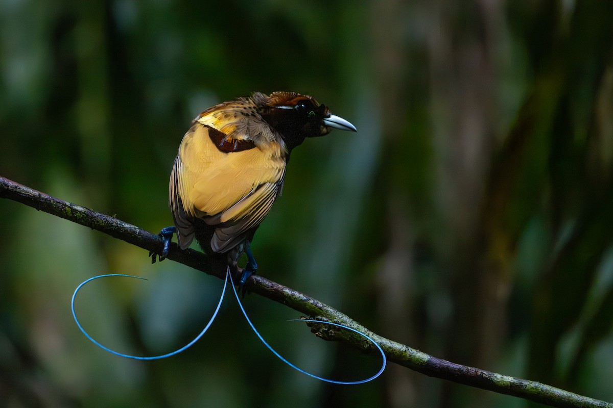 Magnificent Bird-of-Paradise - ML646716411
