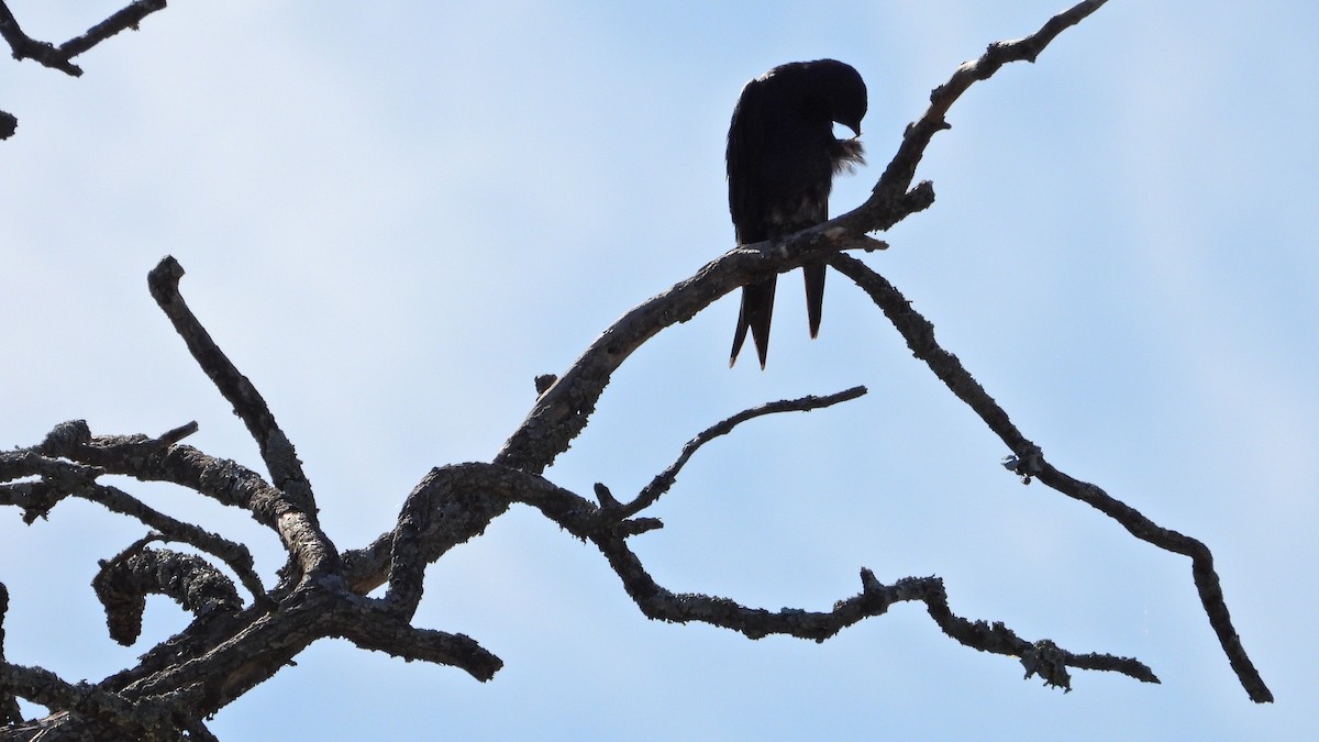 ミナミムラサキツバメ - ML646716412