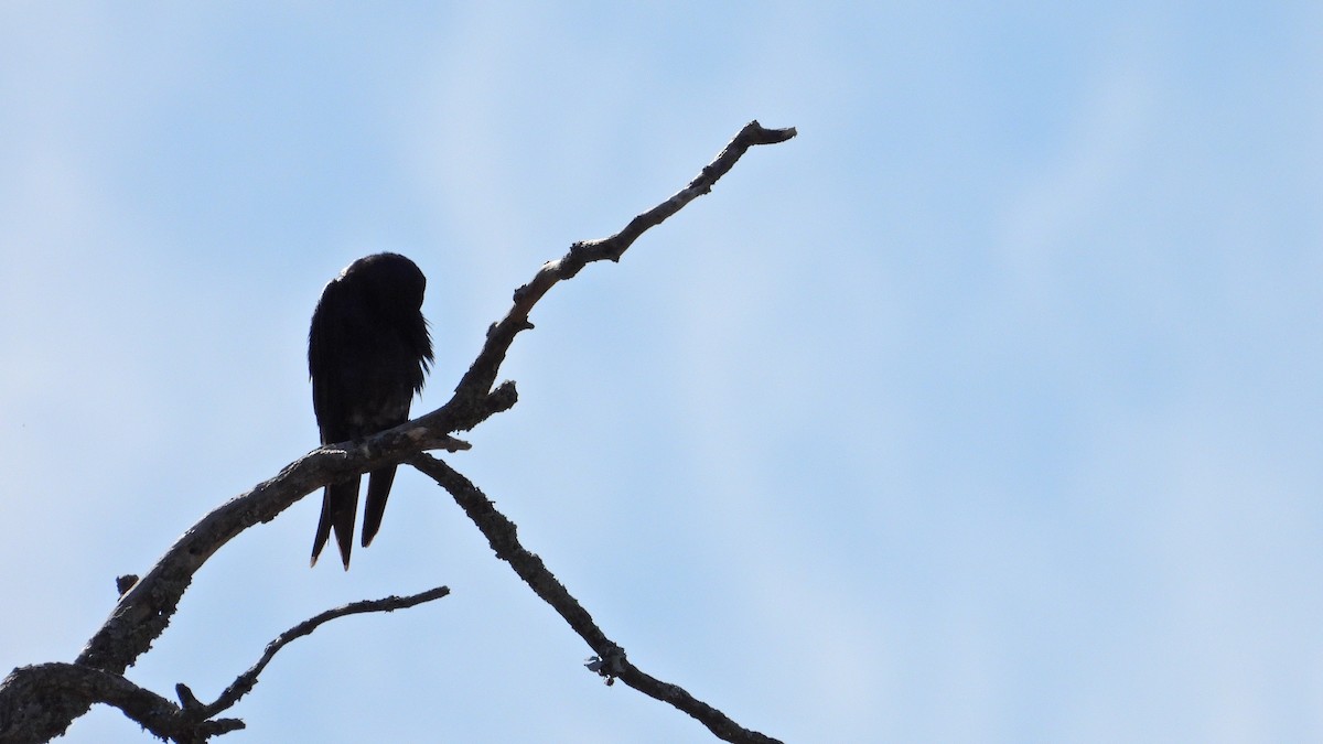 ミナミムラサキツバメ - ML646716413