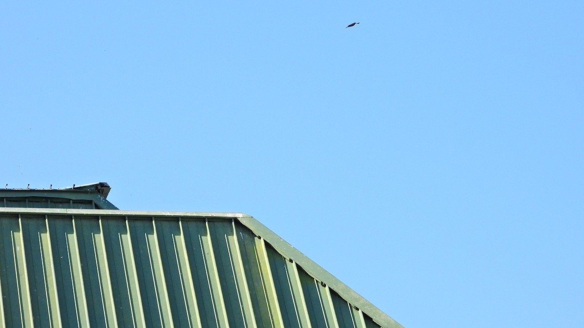 ミナミムラサキツバメ - ML646716414