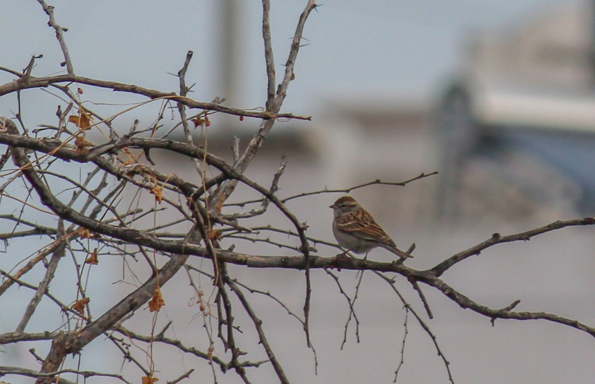 strnádka vrabcovitá - ML646716415