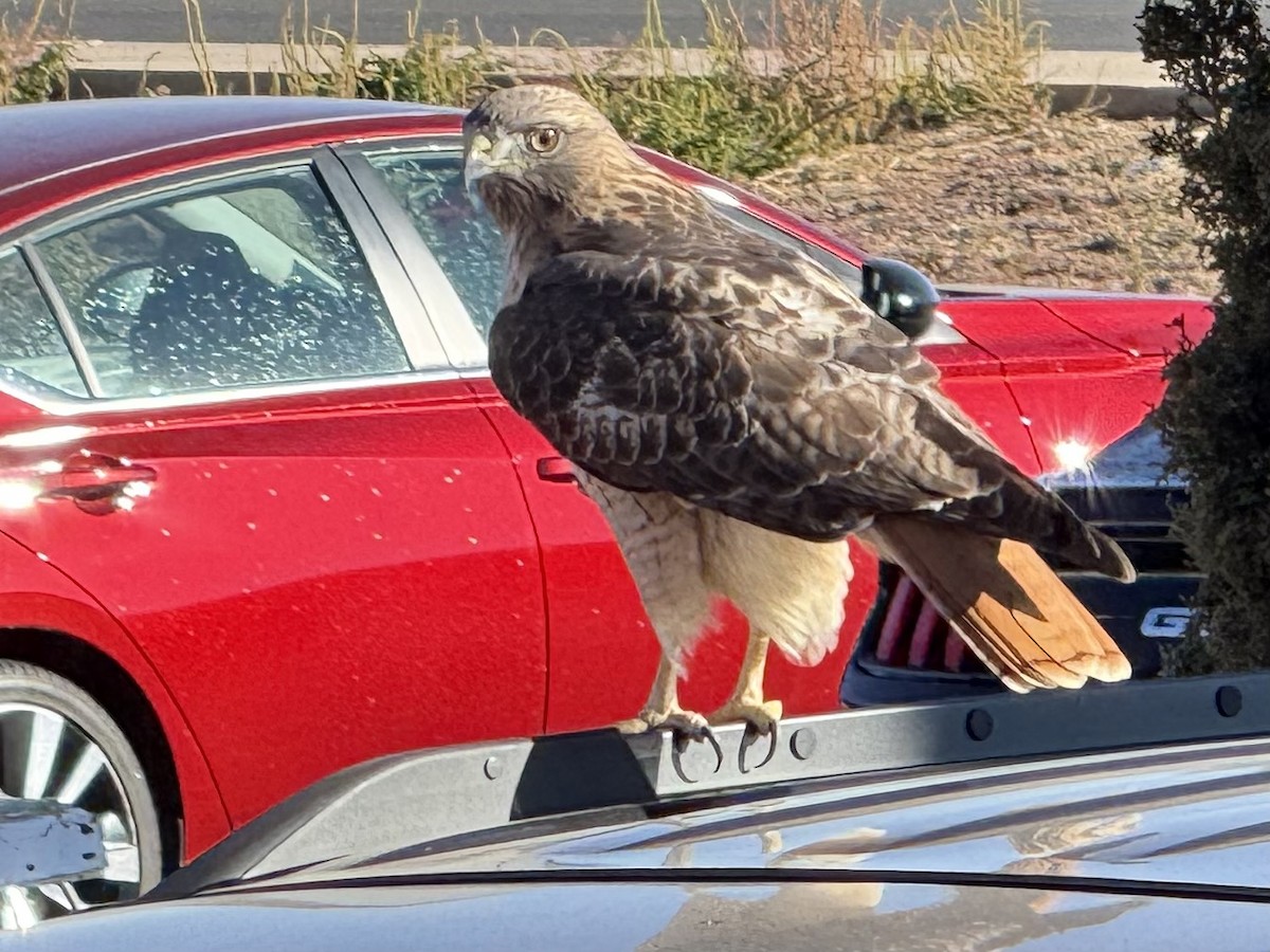 Канюк неоарктичний - ML646716419