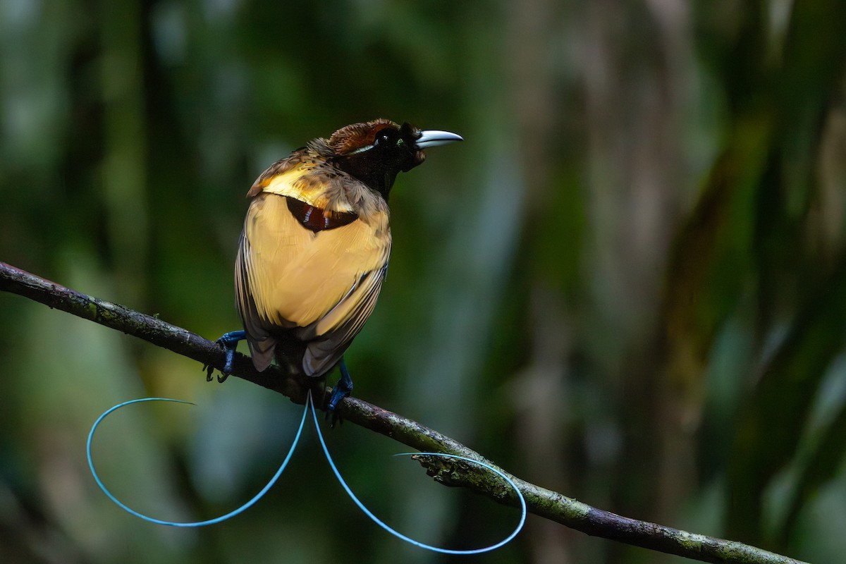 Magnificent Bird-of-Paradise - ML646716420