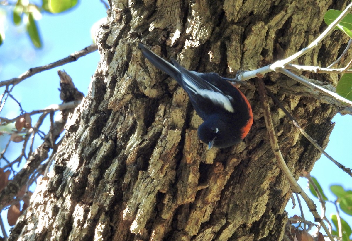 Painted Redstart - ML646716423