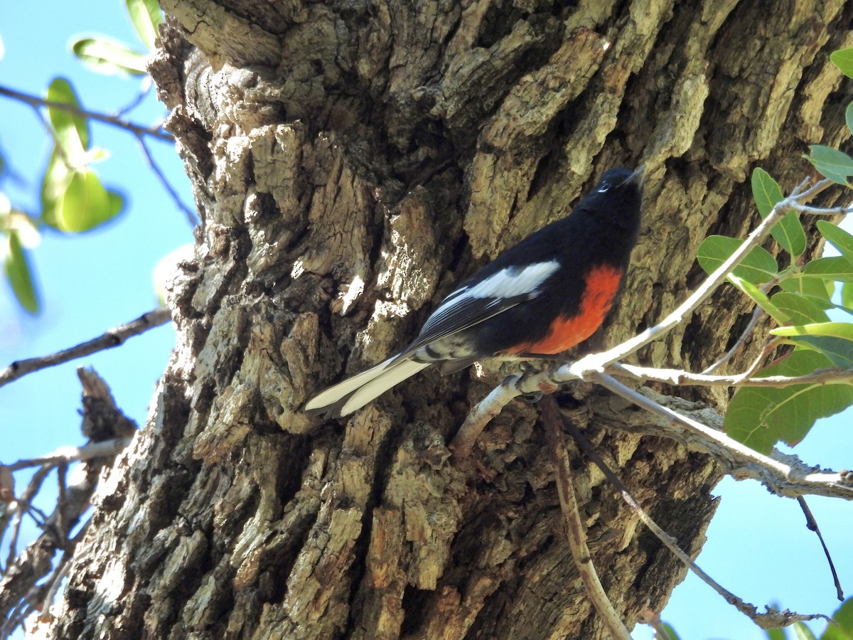 Painted Redstart - ML646716424