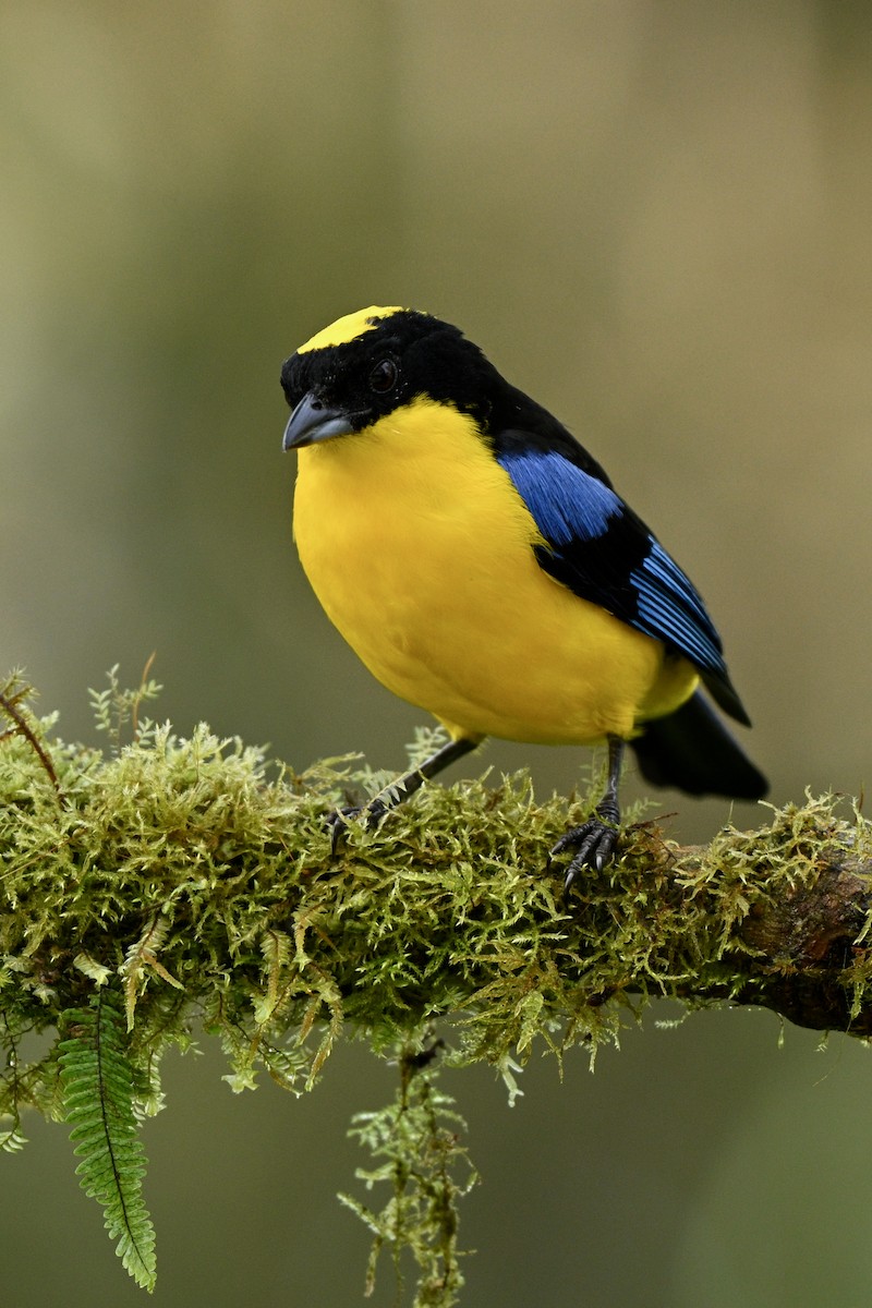 Mavi Kanatlı Dağ Tangarası - ML646716428