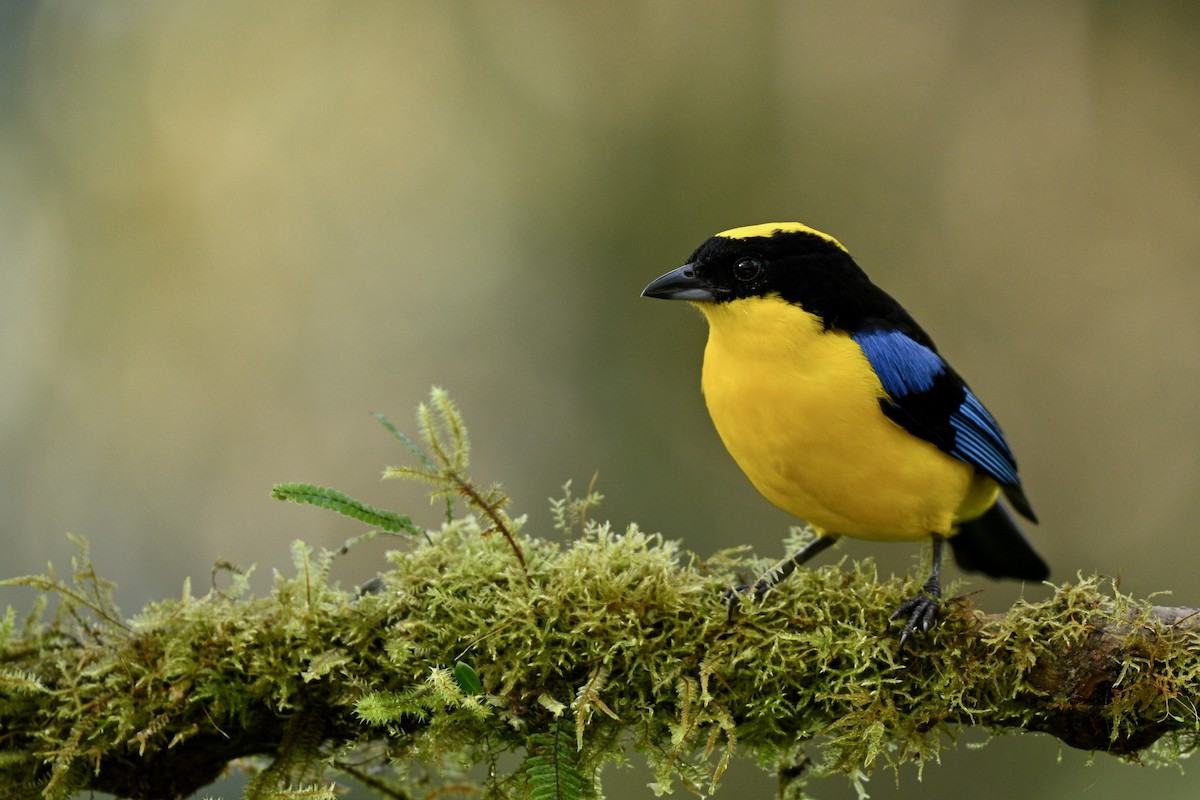 Mavi Kanatlı Dağ Tangarası - ML646716429