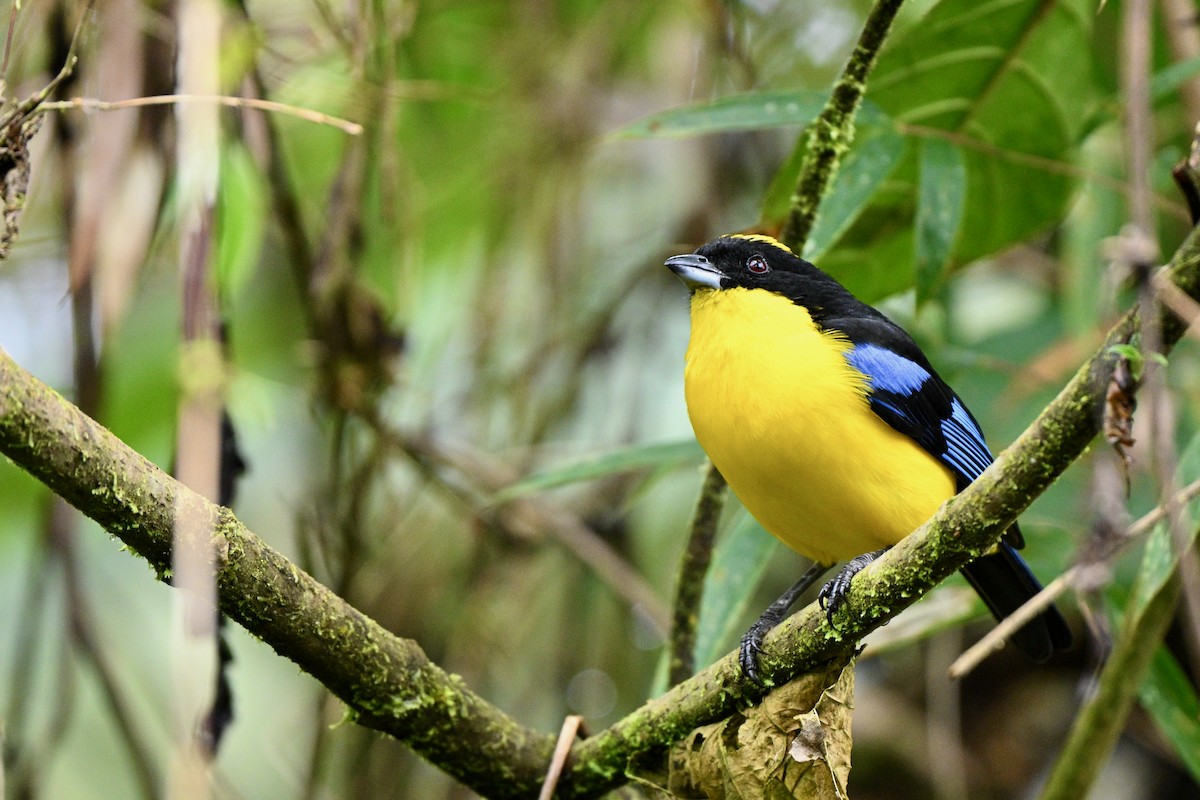 Mavi Kanatlı Dağ Tangarası - ML646716430