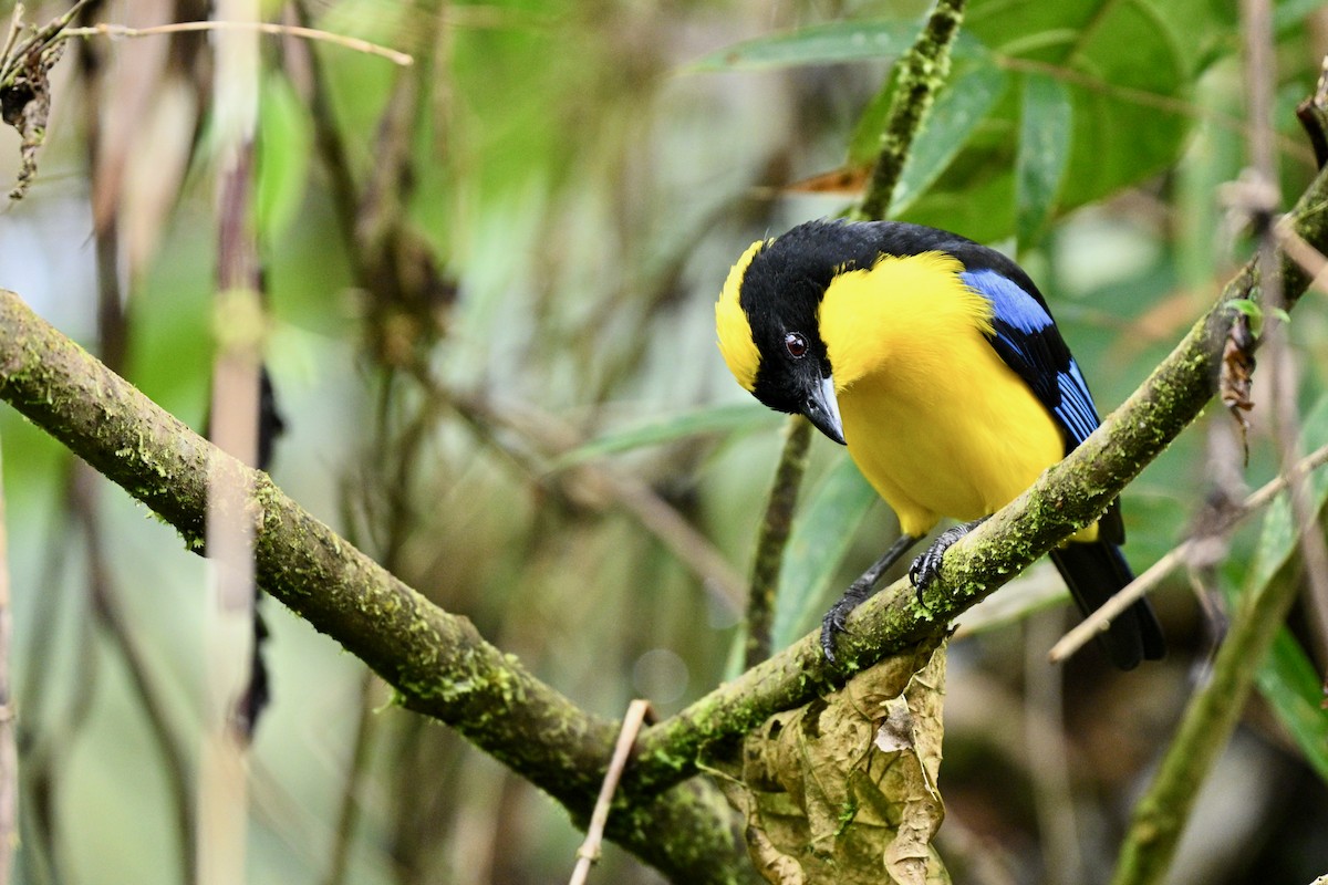 Mavi Kanatlı Dağ Tangarası - ML646716431