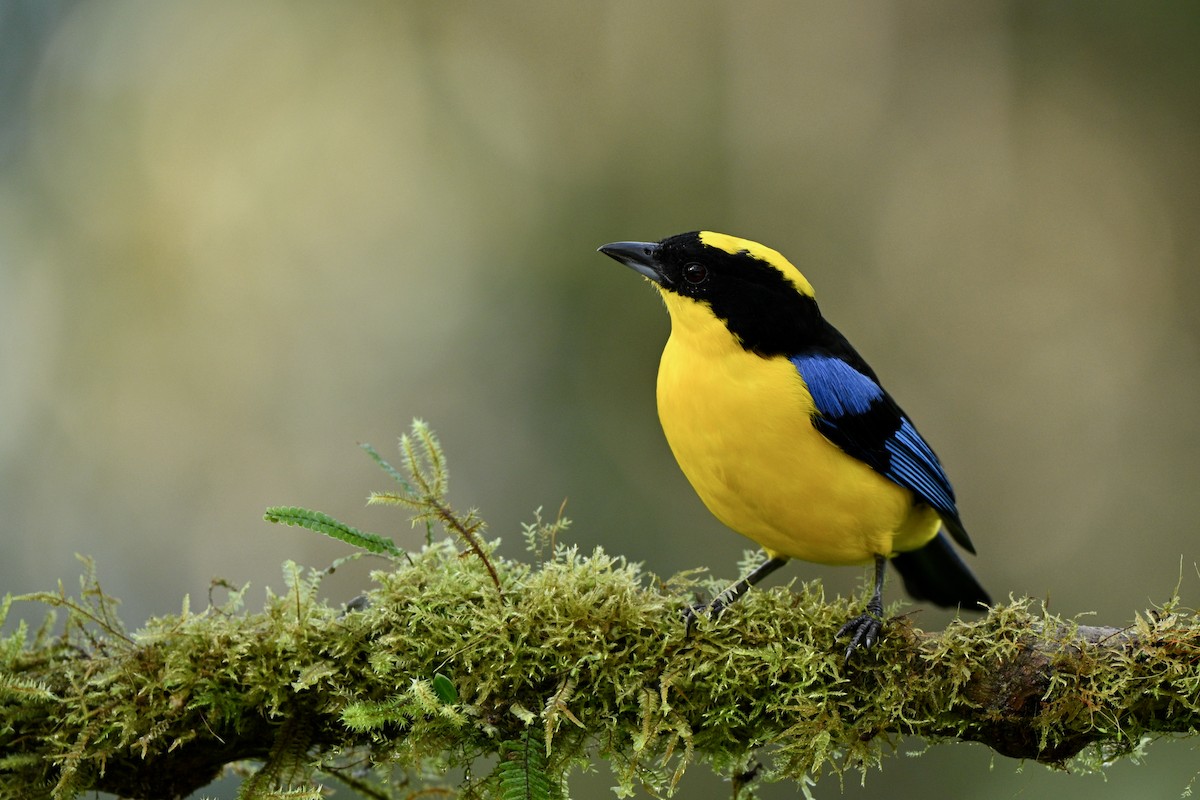 Mavi Kanatlı Dağ Tangarası - ML646716432