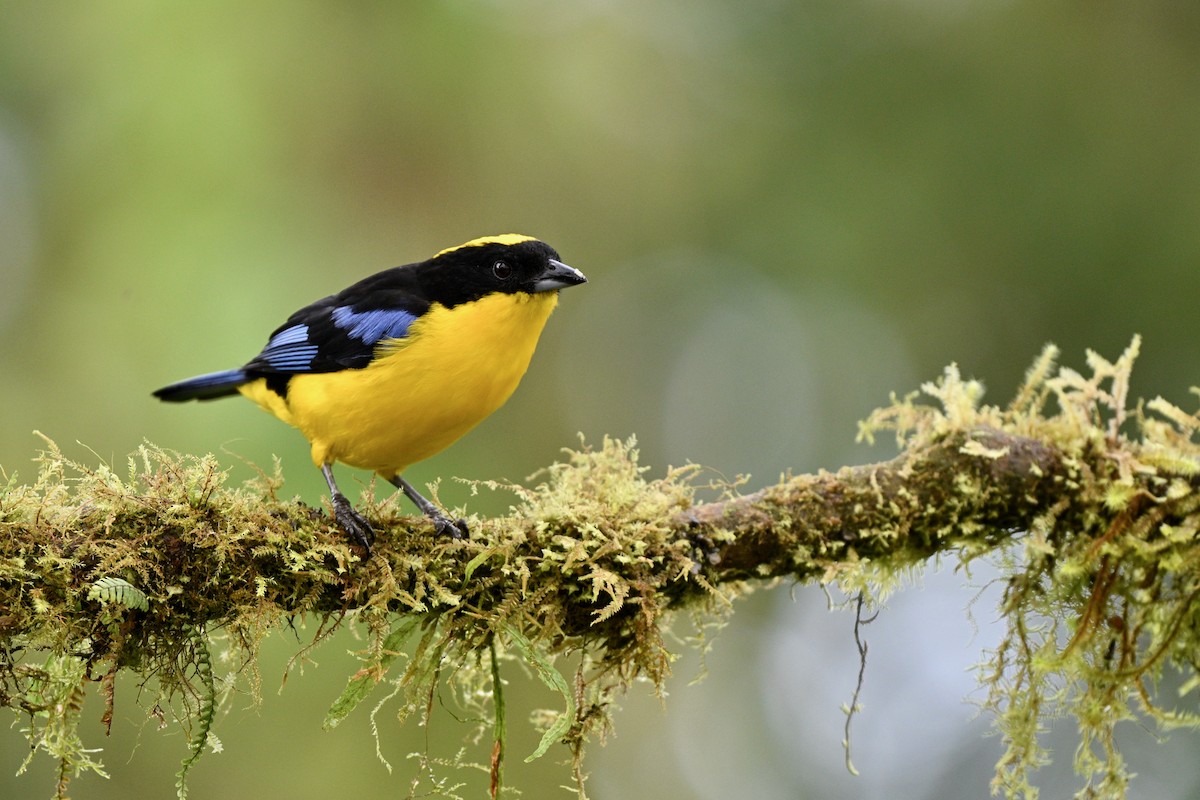 Mavi Kanatlı Dağ Tangarası - ML646716433