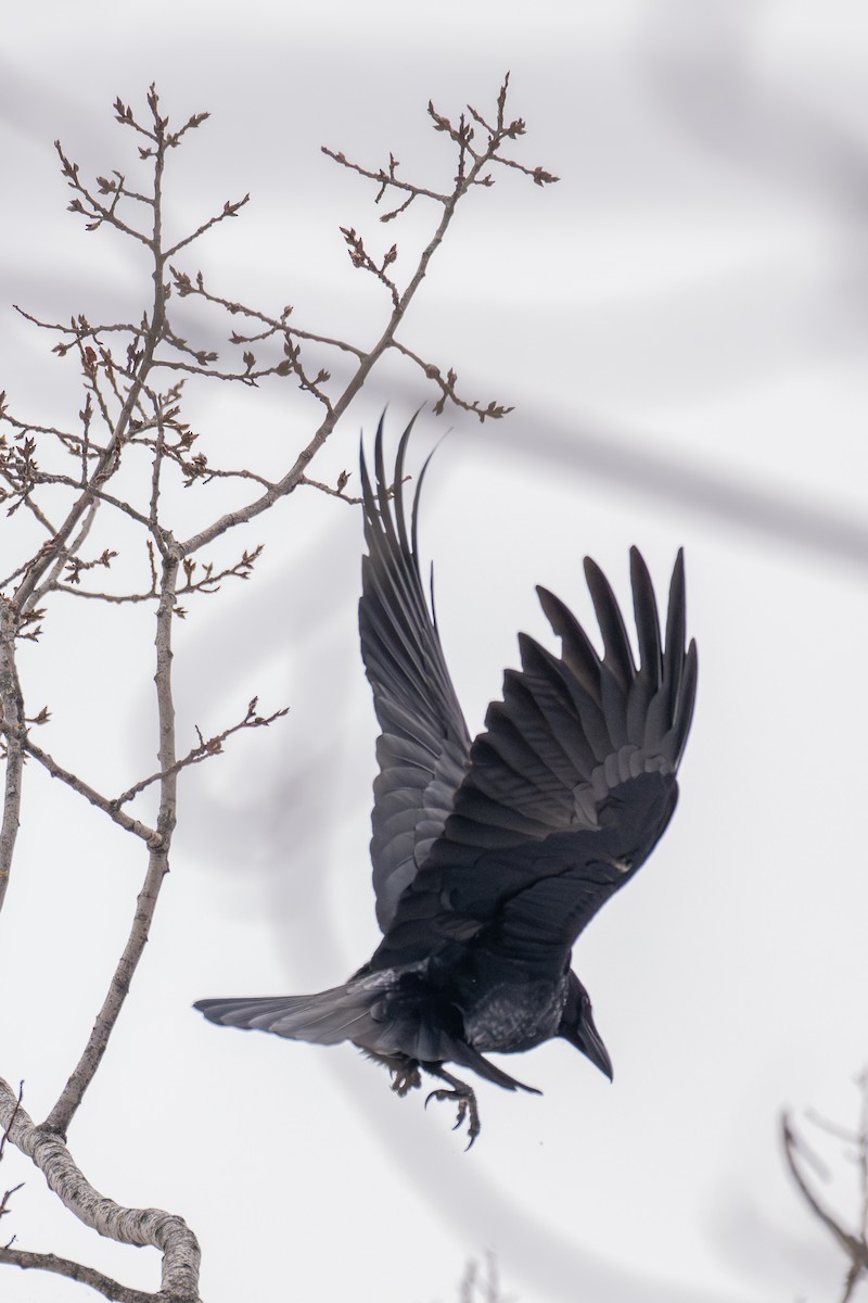 krkavec velký - ML646716434