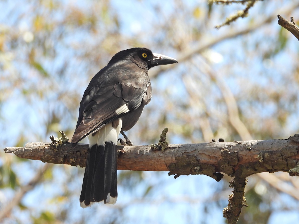 Verdugo Pío - ML646716435