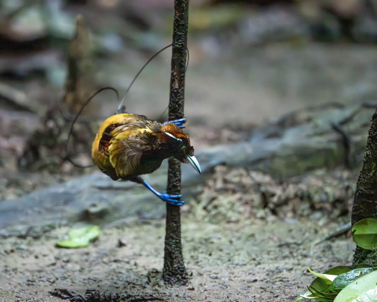 Magnificent Bird-of-Paradise - ML646716436