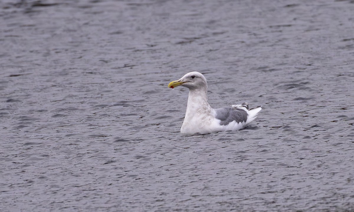 Beringo kaioa - ML646716445