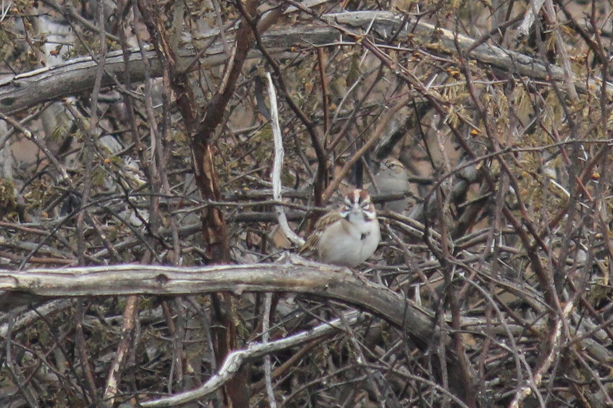 strnádka travní - ML646716446