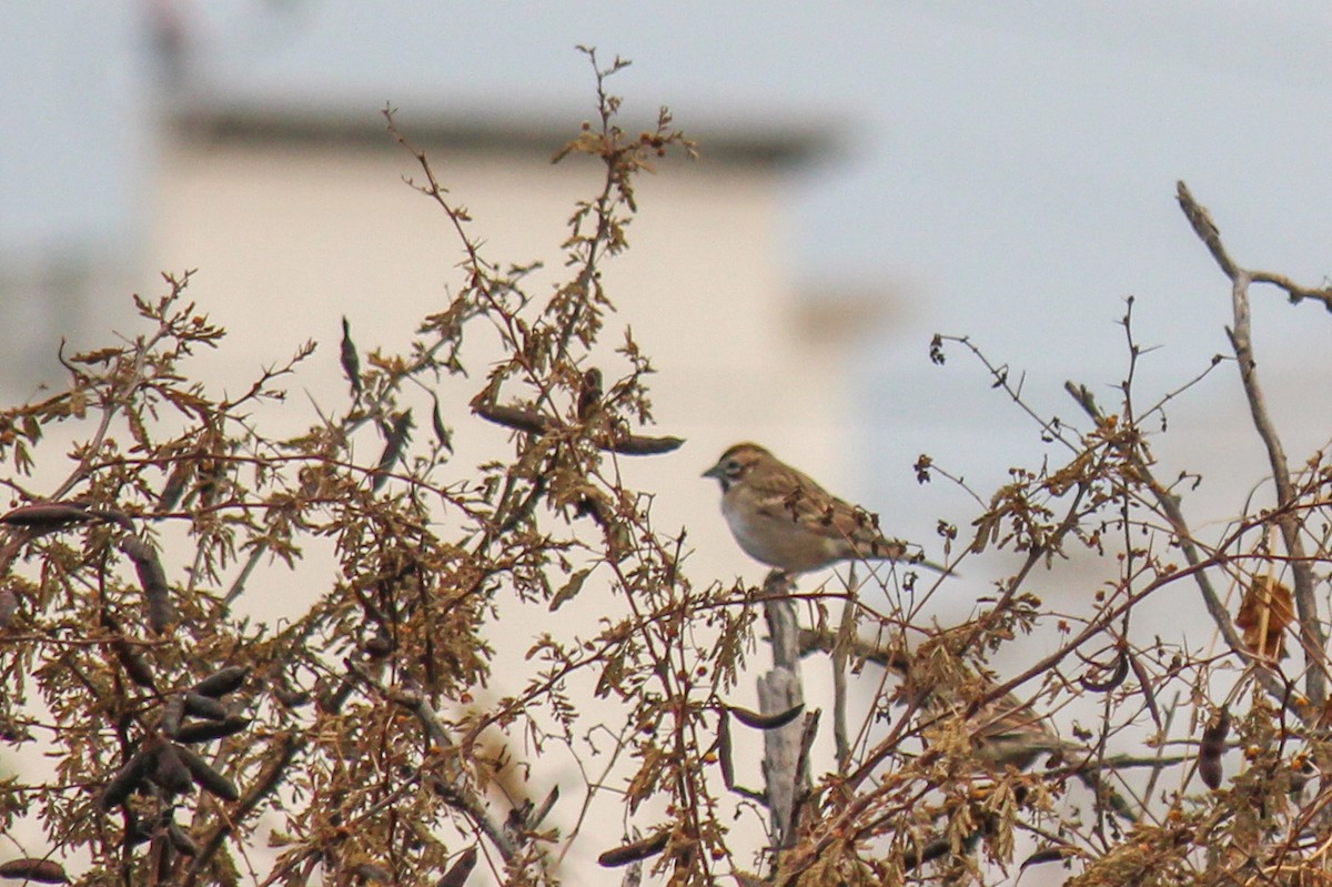 strnádka travní - ML646716447