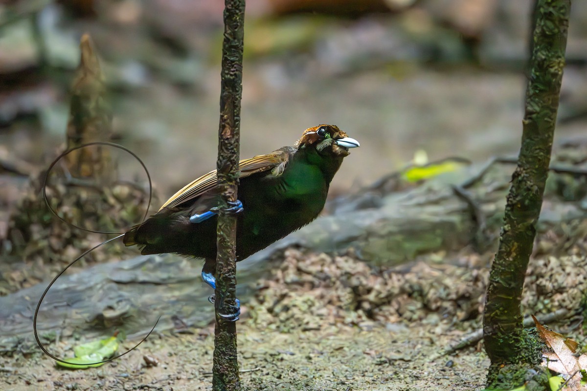 Magnificent Bird-of-Paradise - ML646716449