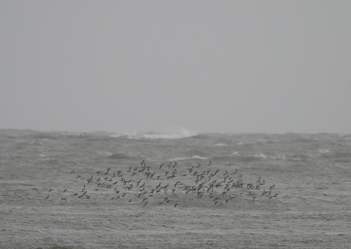 Purple Sandpiper - ML646716455