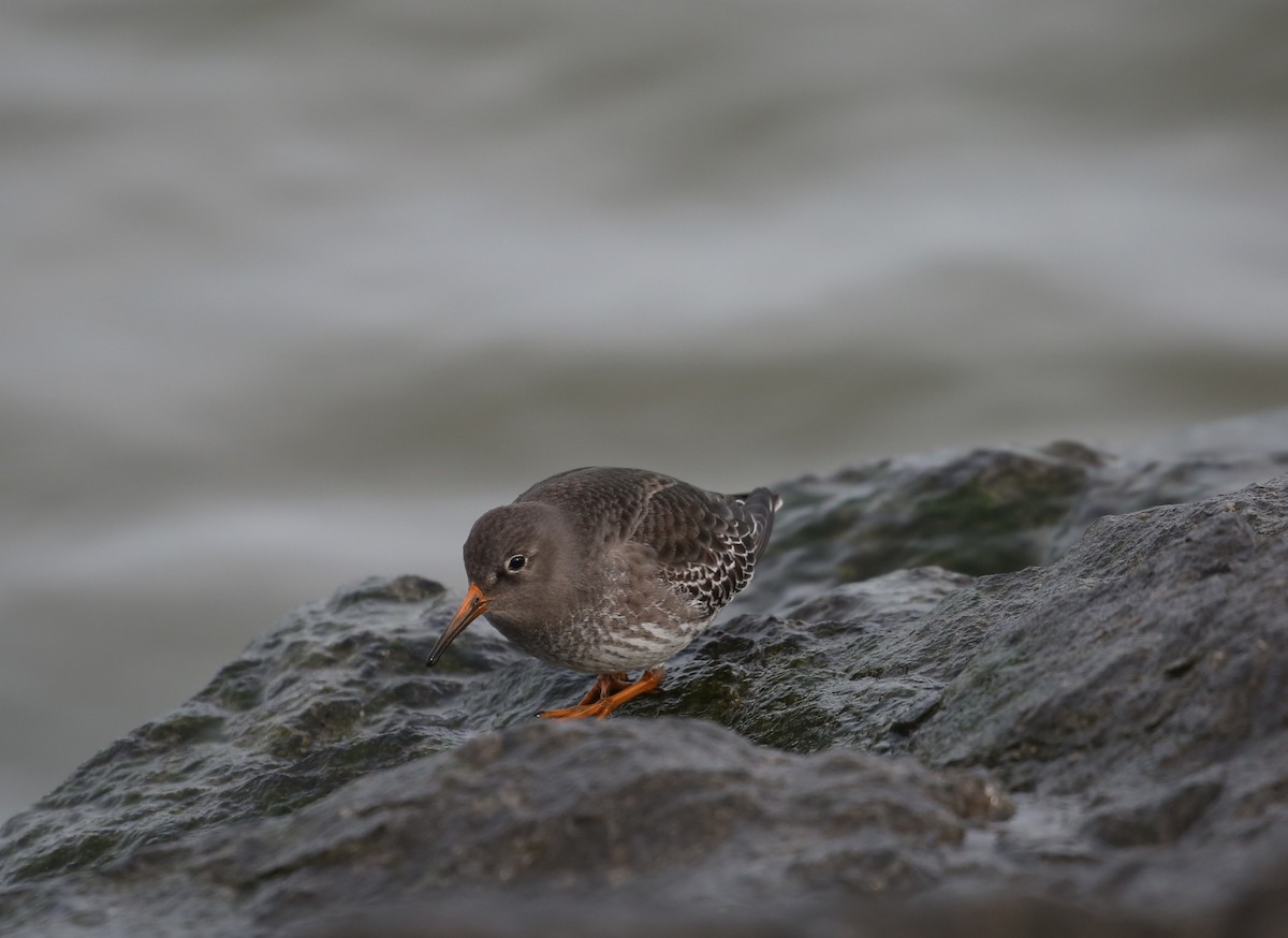 Purple Sandpiper - ML646716456