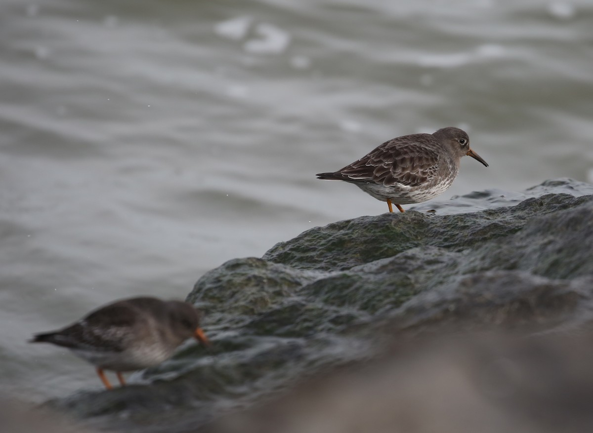 Purple Sandpiper - ML646716457