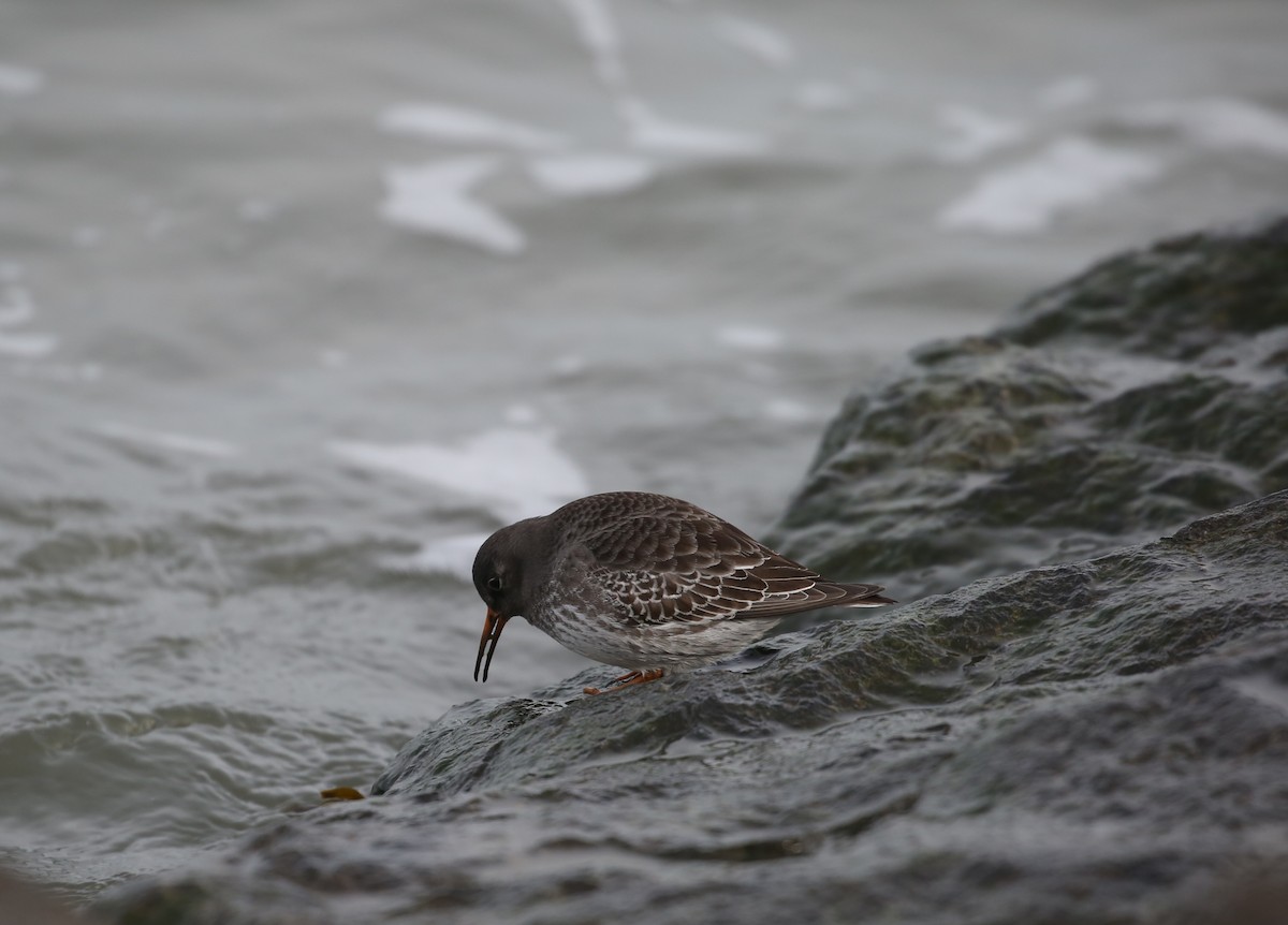 Purple Sandpiper - ML646716458