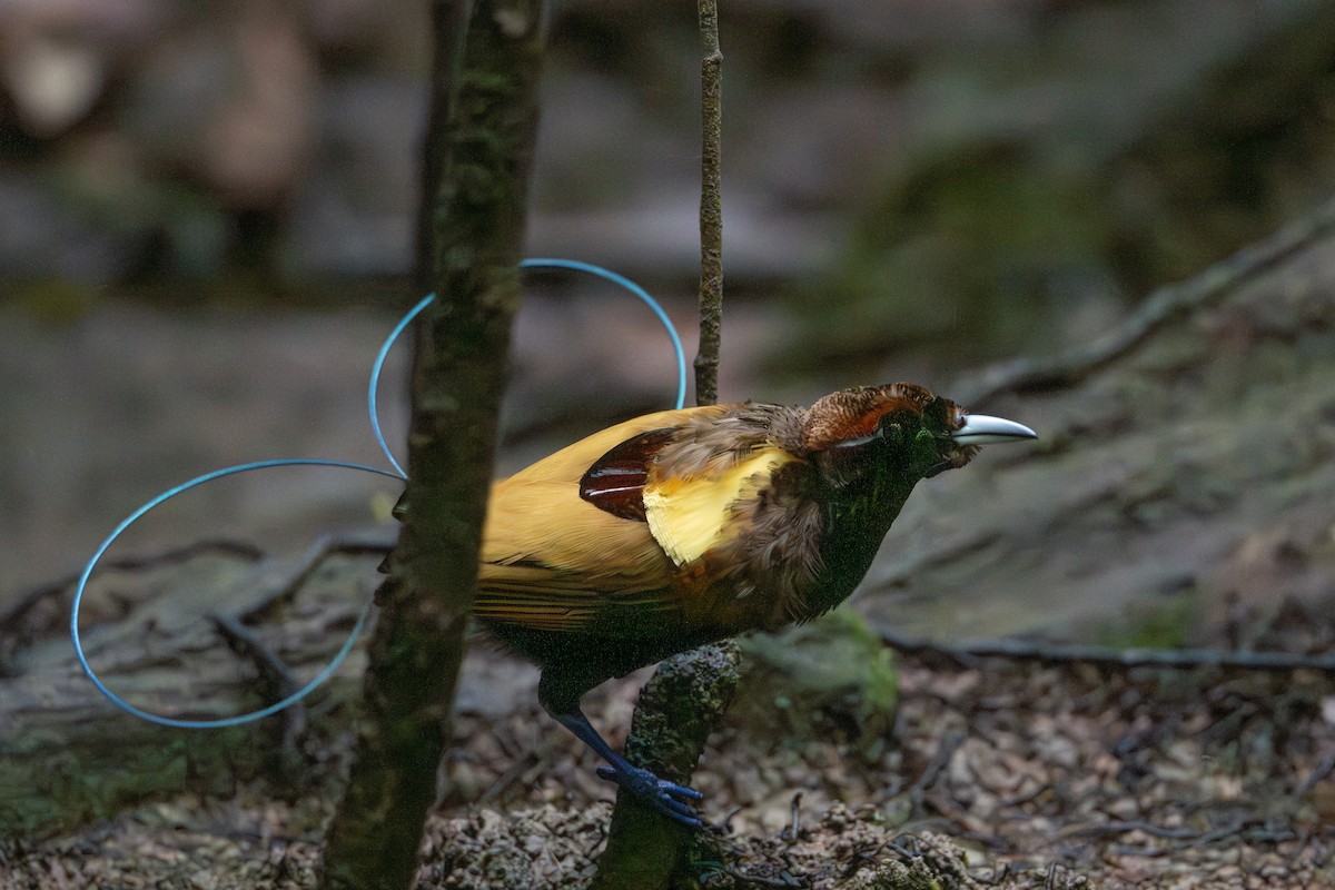 Magnificent Bird-of-Paradise - ML646716460
