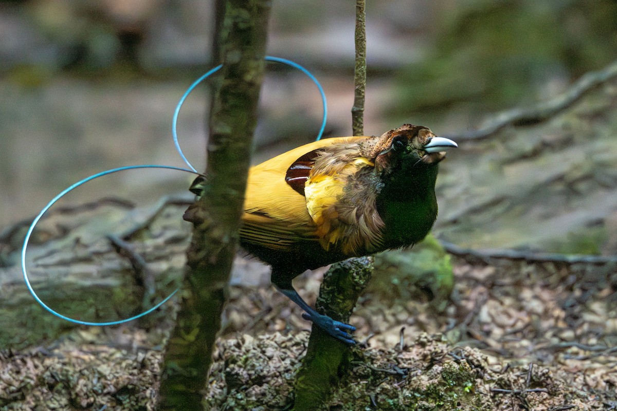 Magnificent Bird-of-Paradise - ML646716461