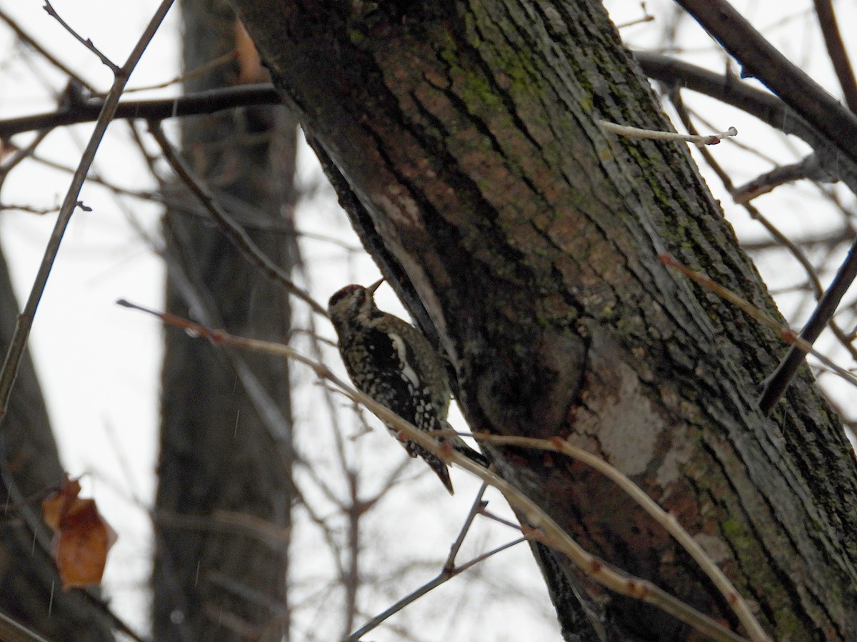 נקר צהוב-בטן - ML646716462